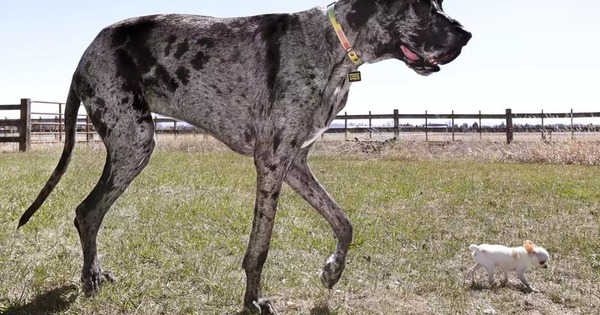 Hai chú chó cao nhất và lùn nhất thế giới gặp nhau