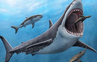 Cá mập megalodon là loài máu nóng