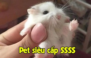 Khoe Pet siêu cấp SSSS phong cách “xàm”, chàng trai không những không bị “gạch đá” mà còn được khen… dễ thương