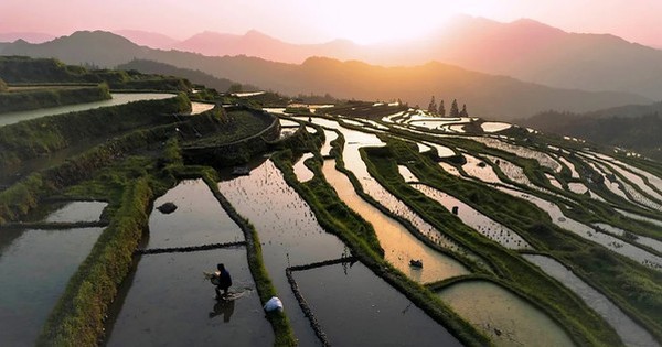 Biến đổi khí hậu có thể làm tăng thạch tín trong gạo