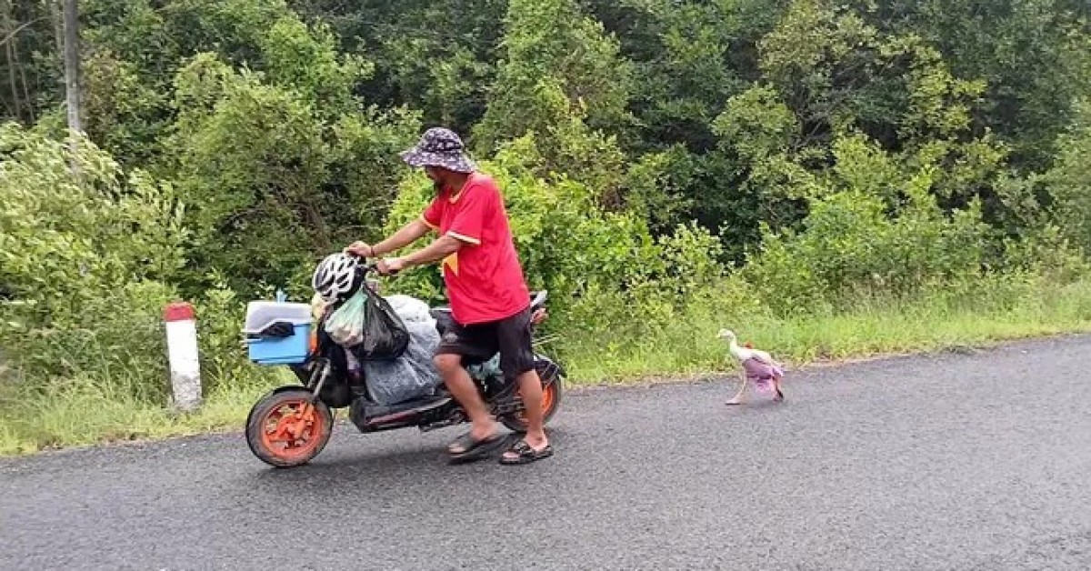 Chú ngỗng cực khôn cùng chủ đi bộ xuyên Việt, được trả ngàn đô cũng không bán