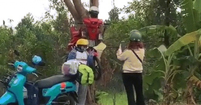 Mô hình xe máy ‘xuyên cây' ở An Giang khiến triệu người tò mò, tranh cãi