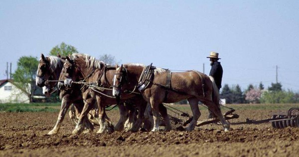 Vì sao châu Âu thích cày xới đất bằng ngựa, trong khi chúng ta cày xới nó bằng trâu bò?