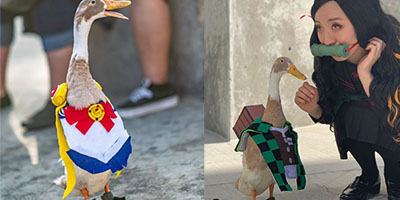 Tito the Ducky – chú vịt phá đảo thế giới cosplay nhờ thần thái ngút ngàn