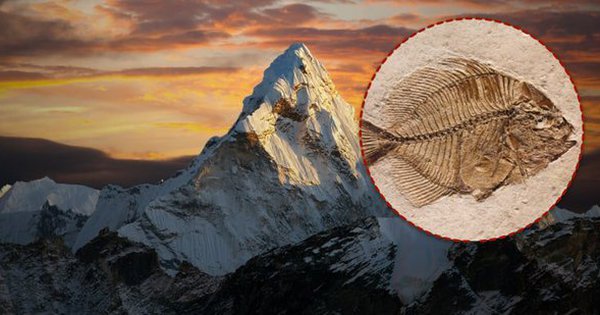 Tại sao trên dãy Himalaya lại có hóa thạch của loài cá?