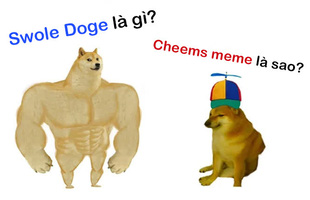 Swole Doge vs. Cheems là gì và vì sao meme về những chú chó này lại nổi tiếng?