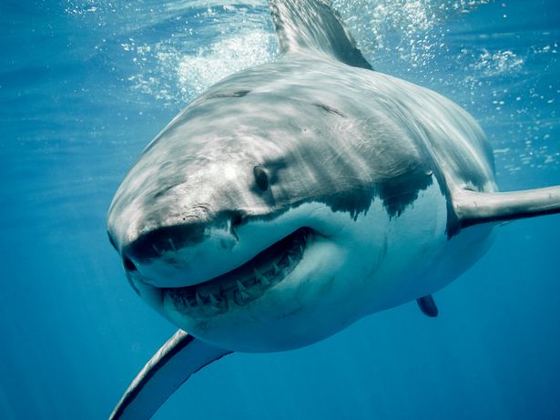 Giải mã lý do 'Siêu cá mập' Megalodon bị tuyệt chủng, liệu có liên quan đến cá mập trắng?