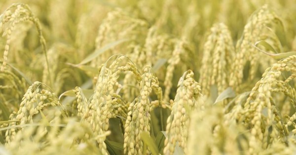 Bê bối gạo giả rúng động đất nước, đích thân Tổng thống chỉ đạo điều tra: 6 công ty gạo lớn bị nghi cầm đầu, trên 200 tấn gạo nhái bị thu giữ, người tiêu dùng chịu thiệt hơn 6 tỷ USD