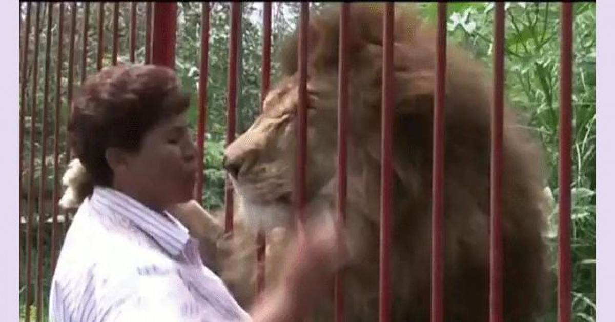 Video: Sư tử ôm chầm lấy ân nhân cứu mạng sau 2 năm gặp lại