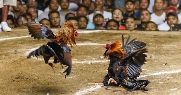 Philippines tìm kiếm 34 người chơi đá gà nghi bị sát hại, bỏ xuống hồ