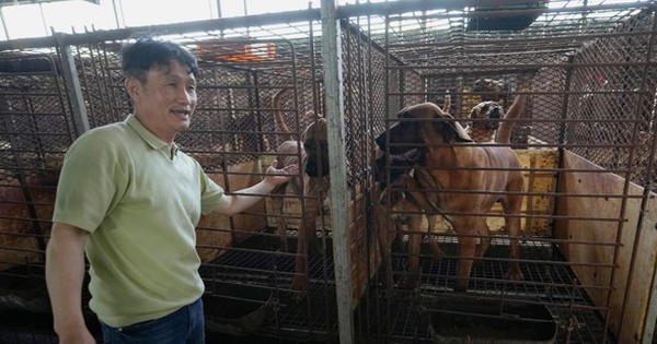 Quốc gia châu Á ''tranh cãi nảy lửa'' vì chuyện ăn thịt chó: Các chủ trang trại chó thịt lên tiếng