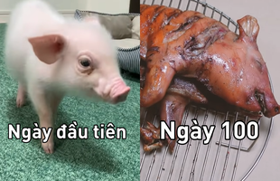 Thanh niên YouTuber nuôi lợn con cute 99 ngày, đến ngày thứ 100 thì ăn luôn thú cưng