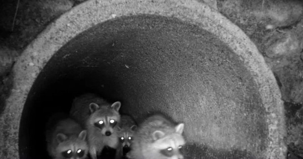 Phát hiện cảnh tượng không tưởng khi đặt camera xuống hệ thống cống rãnh của thành phố