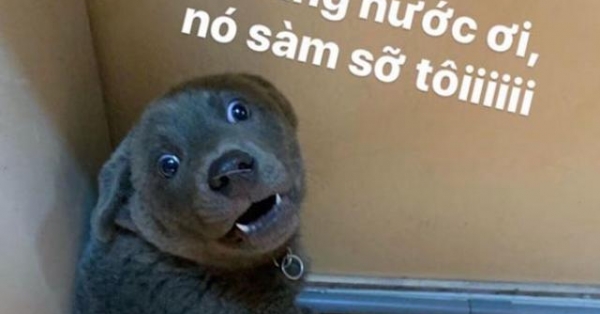 Chú chó Việt bỗng nhiên nổi tiếng khắp thế giới... và bật mí lý do đằng sau