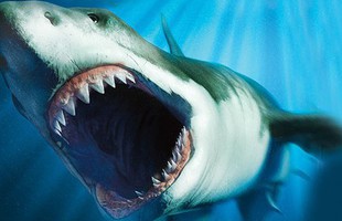 Nóng: Bí ẩn lớn nhất của siêu cá mập Megalodon sáng tỏ - Hiểu lầm được gỡ bỏ!