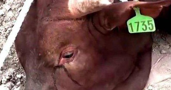 Vì sao bò lại rơi nước mắt khi bị giết thịt? Sau khi nghe lời giải thích của các chuyên gia, nhiều người không khỏi ớn lạnh sống lưng!