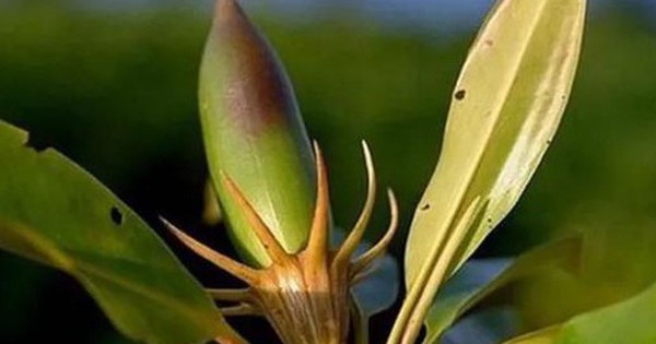 Loài cây kỳ lạ bậc nhất thế giới, có thể "sinh con" như động vật, Việt Nam cũng có