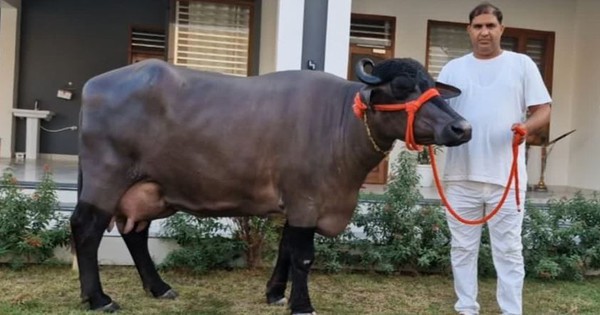 Con trâu cái 