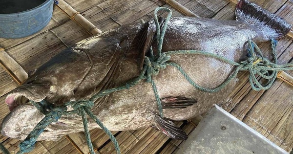 Ngư dân bắt được con cá mú khổng lồ nặng 194kg trên biển