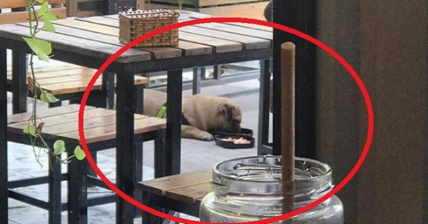 Cô gái vào nhà hàng dùng đĩa phục vụ khách cho chó ăn gây bức xúc