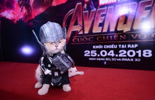 [Góc hài hước] Chú mèo tên “Chó” cosplay siêu anh hùng Avengers đỉnh của đỉnh