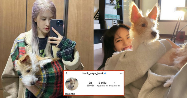 Hank - Chú chó nhà người ta, có hẳn 2 triệu follower, được các thành viên BLACKPINK hết mực cưng chiều