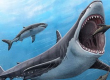 Tìm ra manh mối mới giải thích lý do siêu cá mập sát thủ Megalodon tuyệt chủng