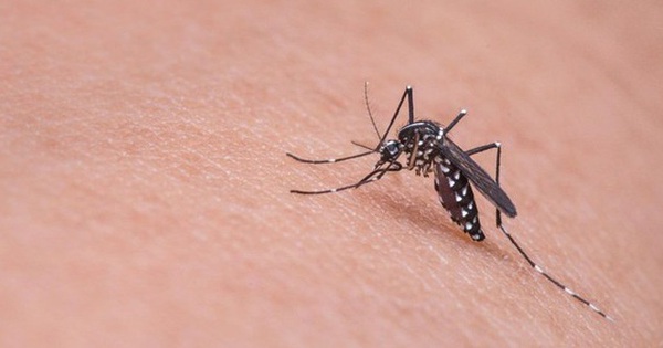 Virus Tây sông Nile gây tử vong tại Italy