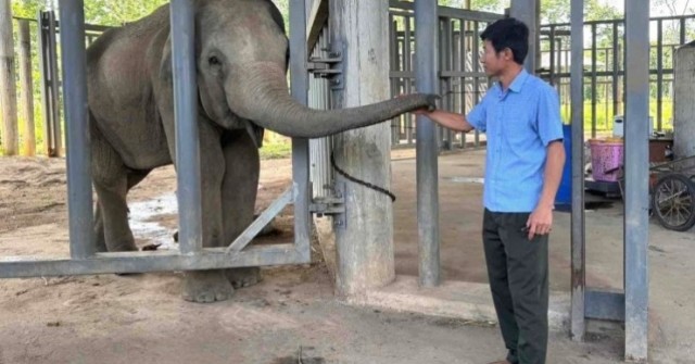 Được cứu lên từ giếng sâu, voi con quyết theo ân nhân, không về với mẹ