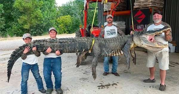 Trận chiến nghẹt thở với cá sấu nặng 300 kg, dài 4,27 mét kéo trôi thuyền