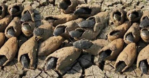 Loài cá duy nhất trên thế giới có thể sống 5 năm không cần nước