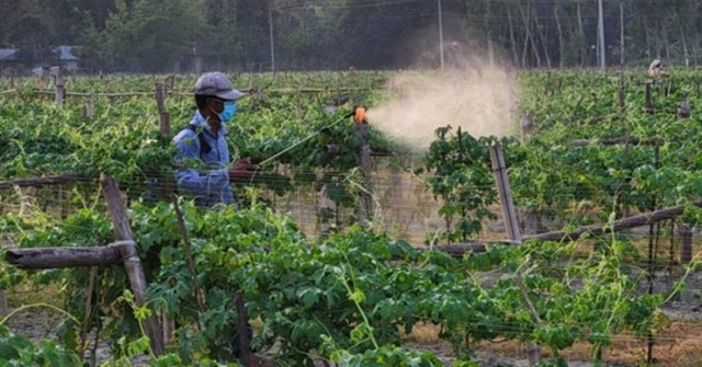 Phát hiện gây sốc về hóa chất gây vô sinh hàng loạt trên rau củ bạn ăn mỗi ngày