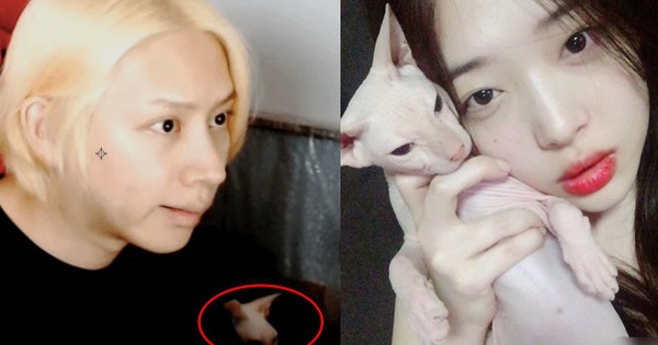 Hình ảnh khiến fan nức nở: Heechul nhận nuôi chú mèo cưng của Sulli sau khi cô qua đời?