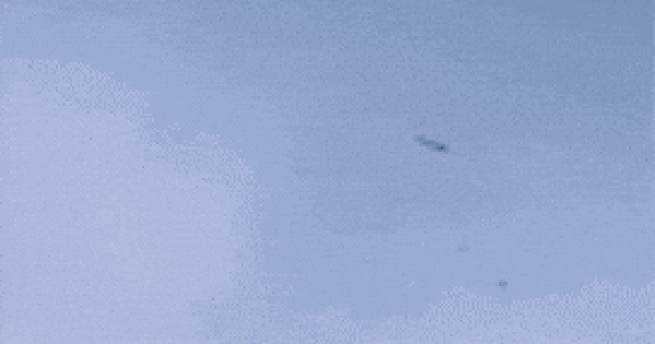 Cảnh tượng sốc: Cá bay đầy trời ở vùng biển Caribe, rốt cuộc chuyện gì đang xảy ra?