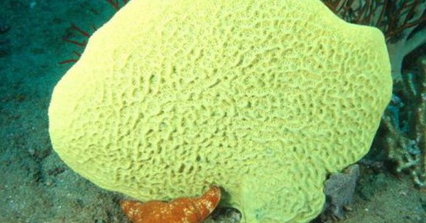 Loài vật này giống 