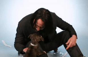 Sát thủ John Wick: Yêu chó điên cuồng trên phim còn sự thật ngoài đời ra sao?