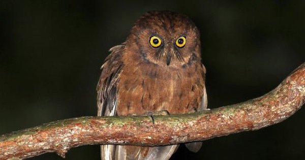 Phát hiện ra loài cú mèo Scops-Owl mới ở Châu Phi