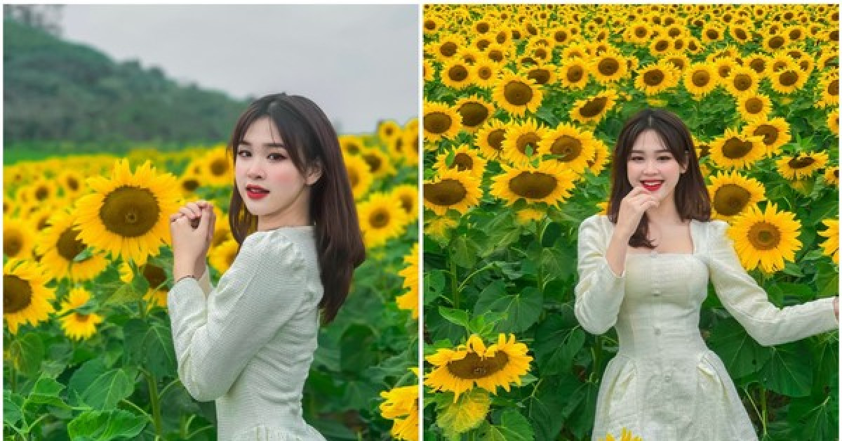 Nữ sinh Đại học Vinh khoe bộ ảnh trên cánh đồng Hoa Hướng Dương rực rỡ