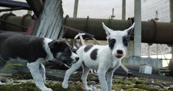 Phát hiện kinh ngạc về những con chó ở vùng thảm họa hạt nhân Chernobyl