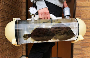 Người Nhật phát minh ra bể di động để dắt cá đi chơi, tưởng vô dụng nhưng lại cháy hàng mới lạ