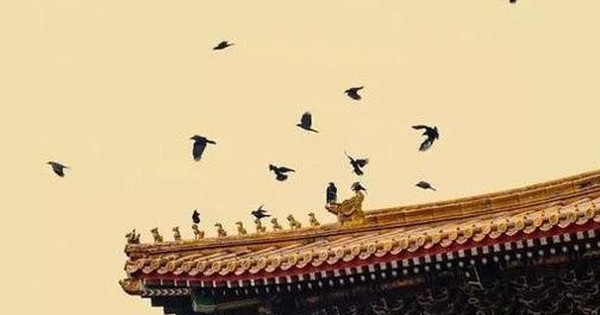 Vì sao cứ tới nửa đêm, Tử Cấm Thành lại đầy quạ đen bay đến?