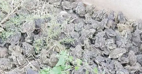 Nuôi loài vật xấu xí, anh nông dân nhẹ nhàng kiếm gần 70 tỷ đồng/năm