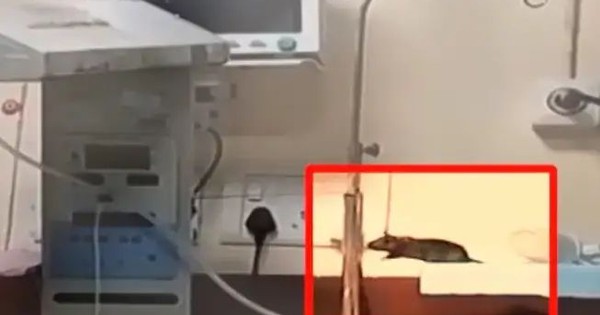 2 trẻ sơ sinh bị chuột cắn trong phòng hồi sức tích cực, tử vong chưa rõ nguyên nhân