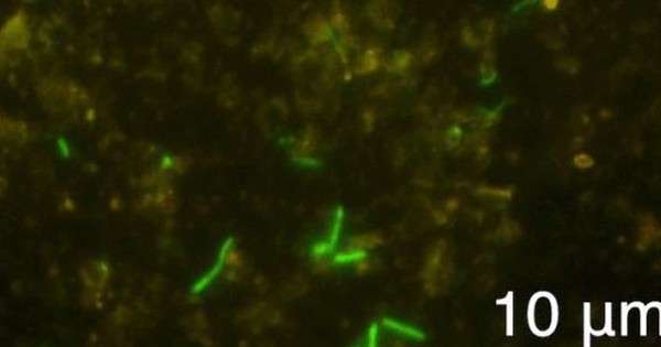 Phát hiện sốc: Đàn sinh vật sống sót sau 2 tỉ năm bị nhốt trong đá