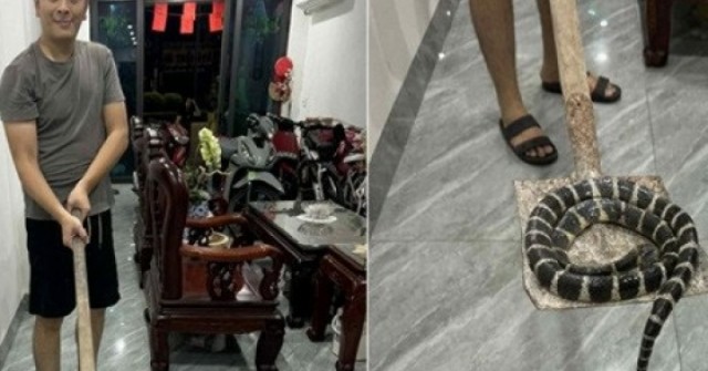 Rắn độc dài hơn 1m bò lên từ bồn cầu, bé gái ở Hải Phòng hét thất thanh