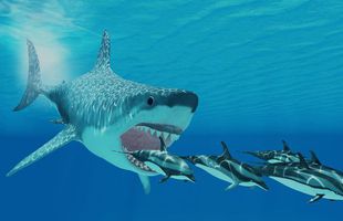 Giải mã lý do cá mập Megalodon bị tuyệt chủng, liệu có liên quan đến cá mập trắng?