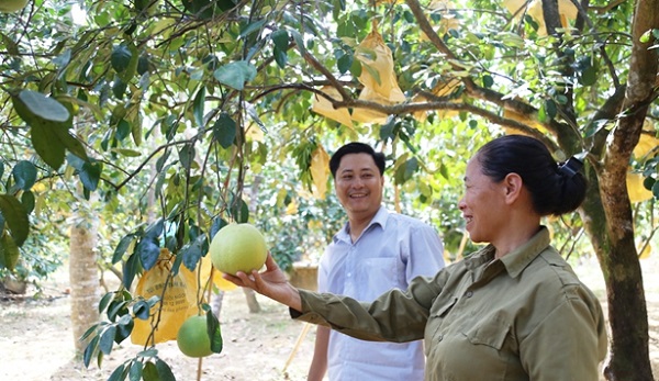 Bưởi Phúc Trạch vượt qua hạn hán, nông dân phấn khởi vì được thương lái “săn” tận vườn