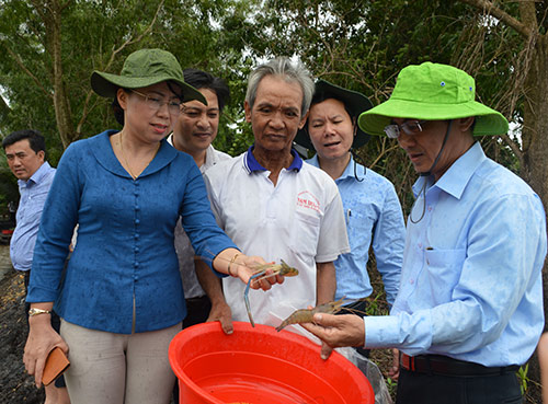 Kiên Giang chuyển sang nuôi tôm càng xanh, nông dân có lời cao