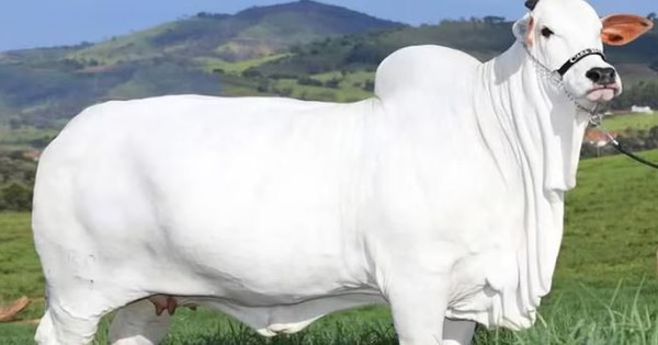 Con bò đắt nhất thế giới giá 105 tỷ đồng có gì đặc biệt?
