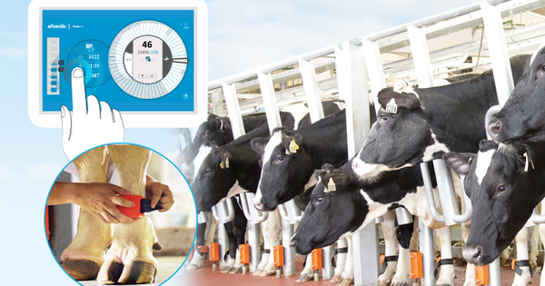 Bạn có biết: Con chip điện tử - “mắt thần” tạo cho mỗi cô bò sữa TH true MILK một hồ sơ sức khỏe riêng